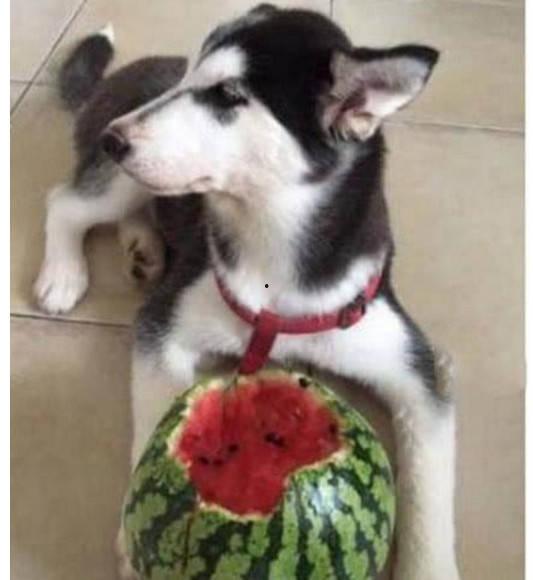 二哈吃瓜娱乐圈小说